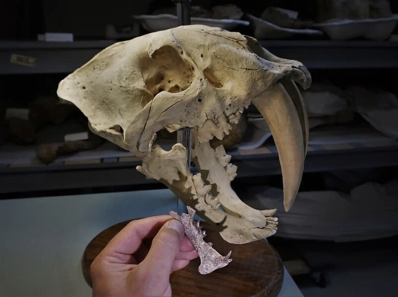 The skull of the saber-tooth cat.