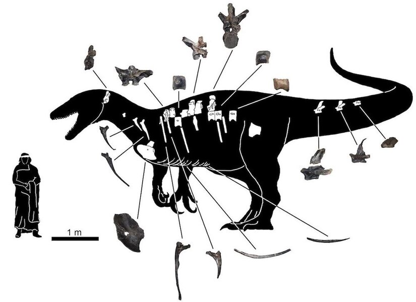 Diagram Of Maip Macrothorax Fossil
