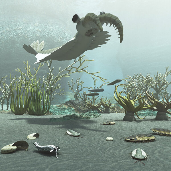 Animals and floral life from the Cambrian period