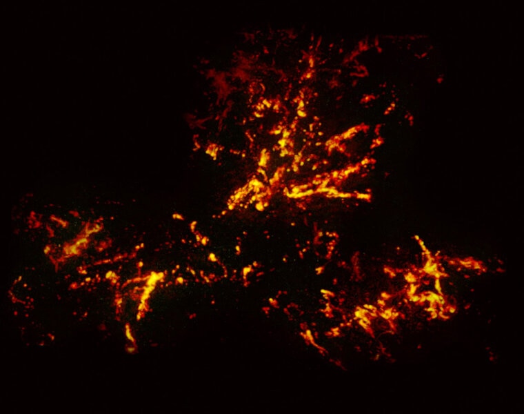 Filaments of carbon monoxide gas being driven out of the center of the Tarantula Nebula, seen in millimeter wavelengths by ALMA.