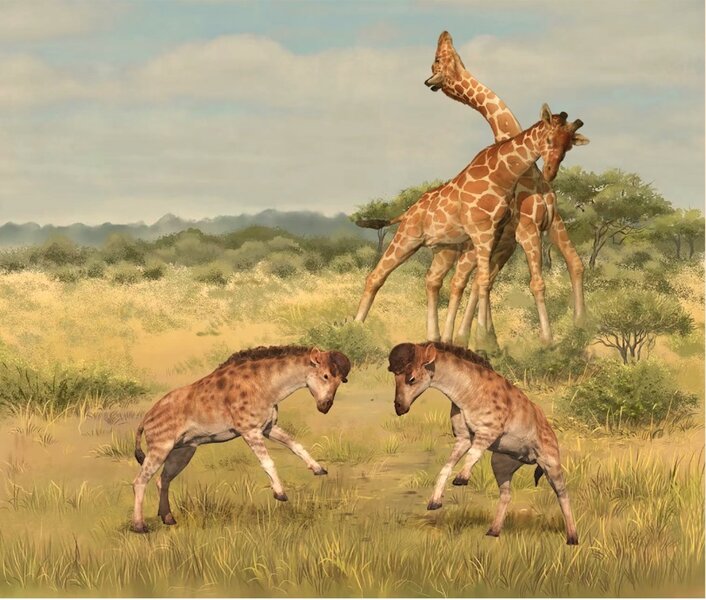 Discokeryx Xiezhi Compared To Modern Giraffes