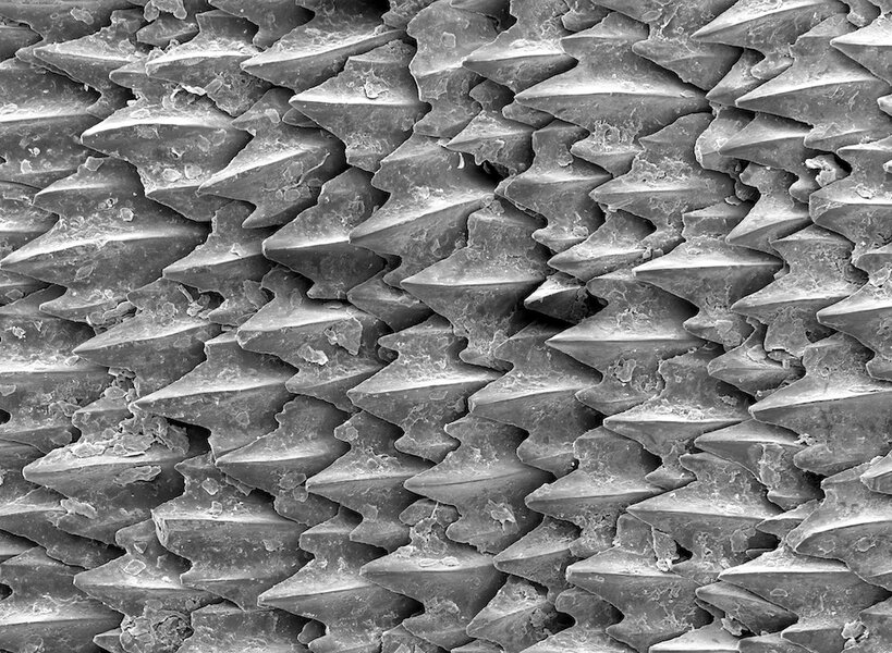Great White Shark Scales