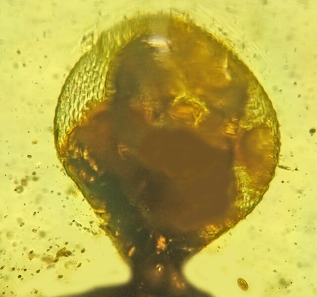 Raised eye view of Palaeotanyrhina exophthalma