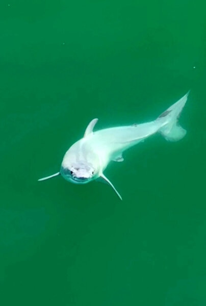 На кадрах, снятых с дрона, запечатлены первые известные фотографии детенышей большой белой акулы (вероятно)