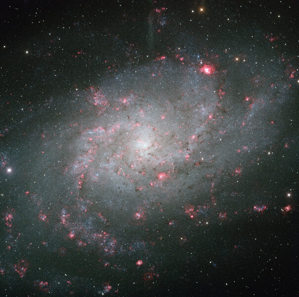 The magnificent nearby spiral galaxy M 33. Credit: KPNO, NOAO, AURA, Dr. Philip Massey (Lowell Obs.) - Image processing: Davide De Martin.