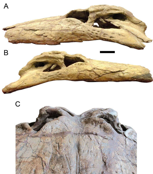 Deinosuchus skull