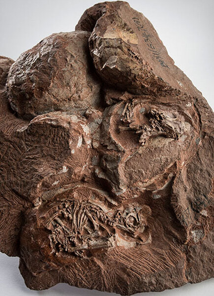 Massospondylus fossil