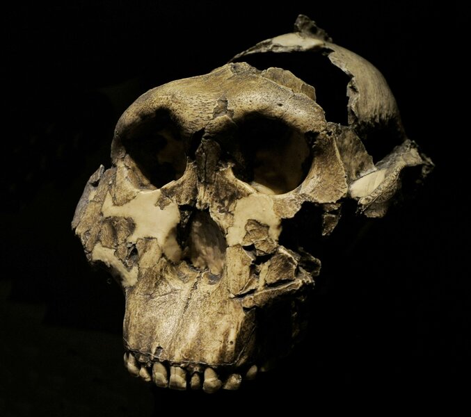 Liz Paranthropus boisei skull