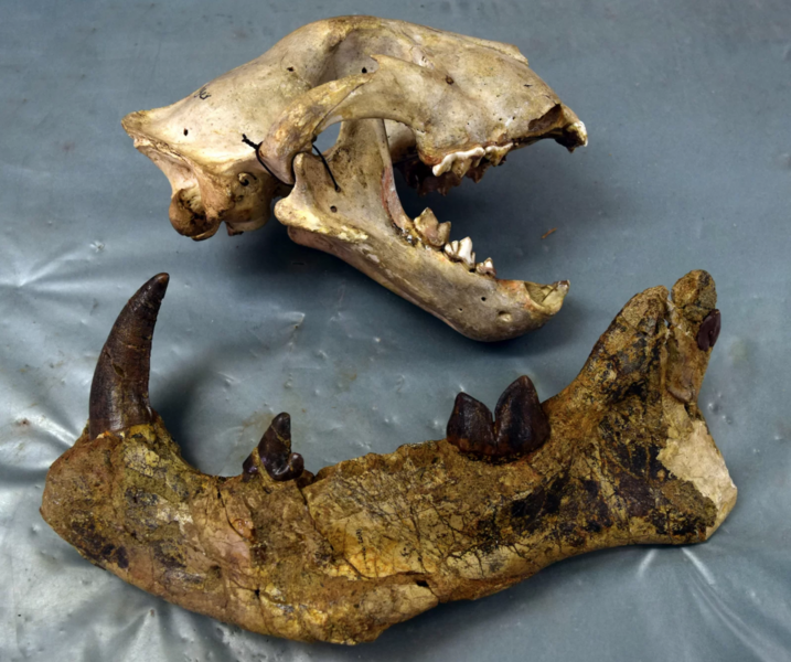 Jawbones For Paleo Lion