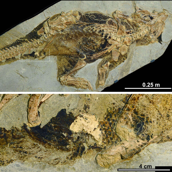 fossilized psittacosaur