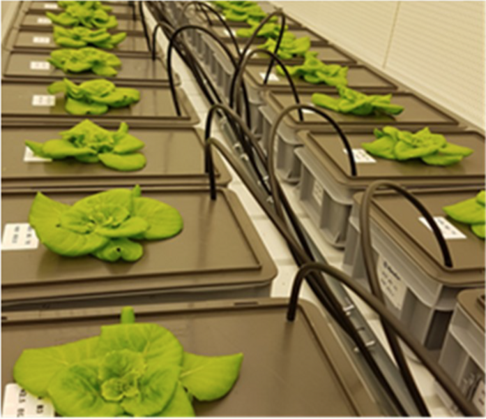 experiment for farming on Mars