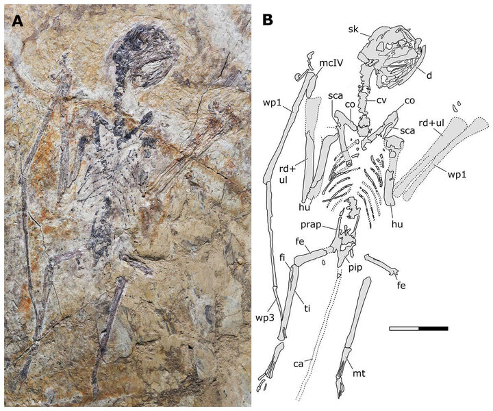 Mini-pterodactyl discovered in China