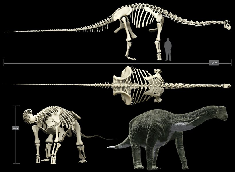 titanosaur skeleton