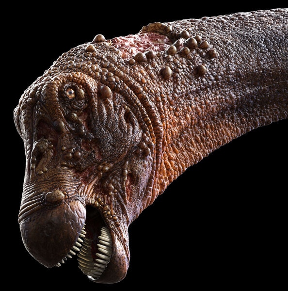 Titanosaur with osteomyelitis