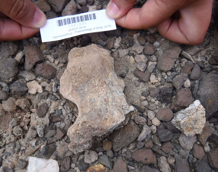 Homo erectus bone fragment