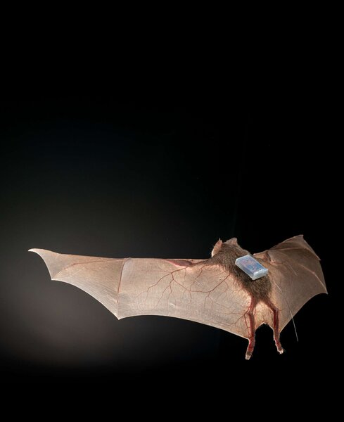 Vampire bat with back mounted sensor
