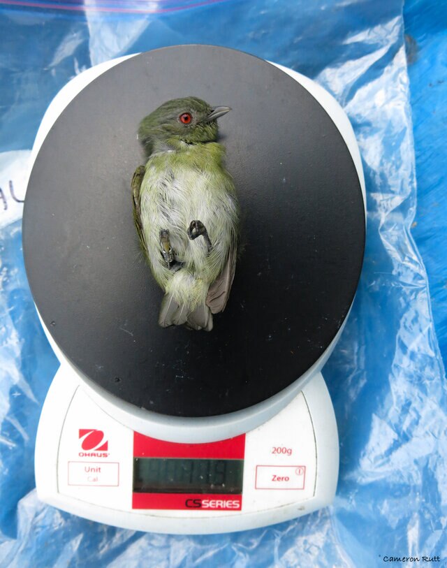 Cassidy Weighing a White-crowned Manakin (Pseudopipra pipra)