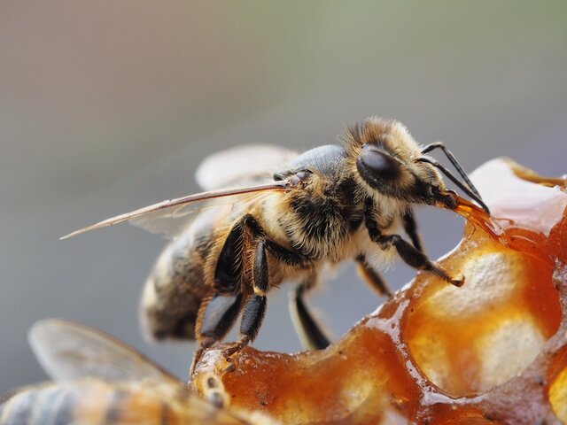 Cassidy Honey Bee GETTY