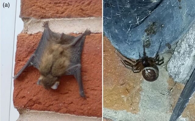 Cassidy Bat And Spider