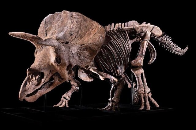 Triceratops Full Fossil