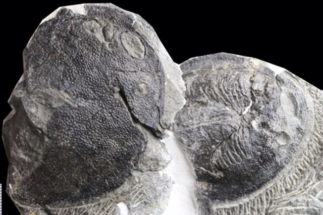 The first 419-million-year-old galeaspid fossil