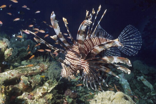 Lionfish hunts for small baitfish on a coral reef (Pterois volitans)