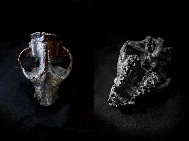 Pantolambda Skull And Teeth