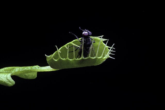 Venus flytrap with fly