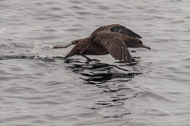 Sooty Shearwater flying over water