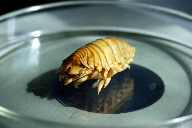 A tongue eating Isopod (Cymothoa exigua) on a petri dish