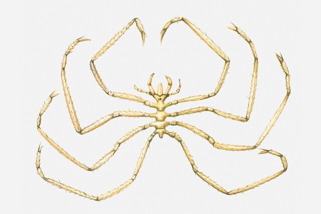 Illustration of Sea Spider (Colossendeis)