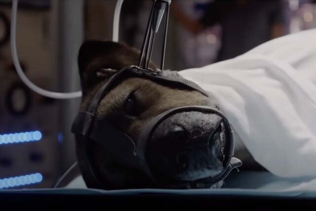 A dead dog on a table in The Lazarus Effect (2015)