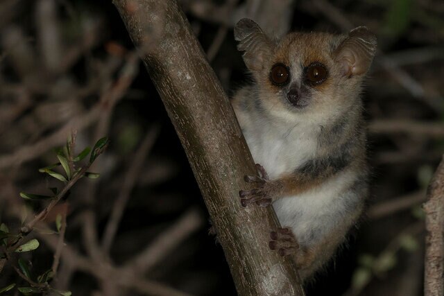 Gray Mouse Lemur on a tree branch