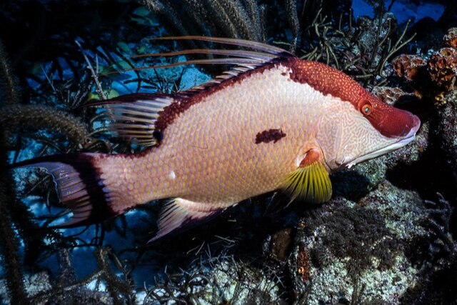 A Hogfish in the sea