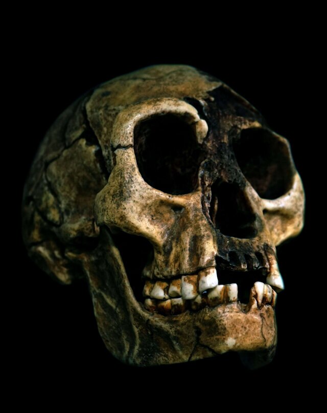 homo floriensis
