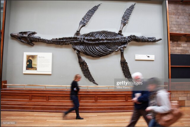 pliosaur fossil