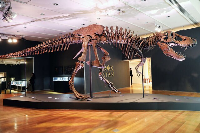 Full view of Tyrannosaurus rex skeleton sold at 2020 Christies auction 