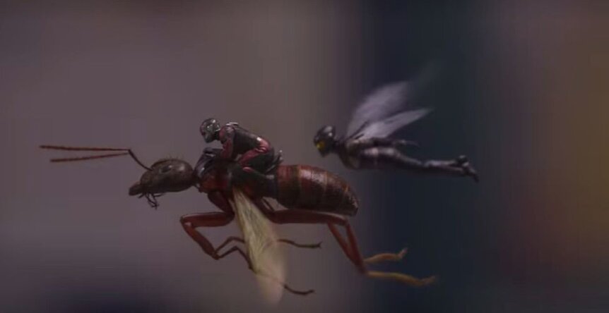 ant-man-butts