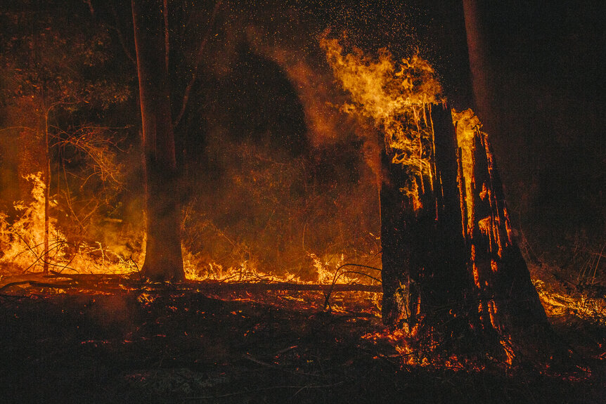 Queensland Australia Forest Fire