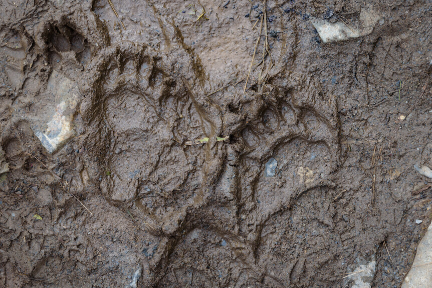 Liz black bear footprint GETTY