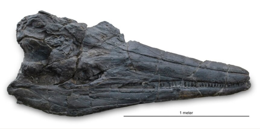Cassidy Skull of ichthyosaur species Cymbospondylus youngorum PRESS