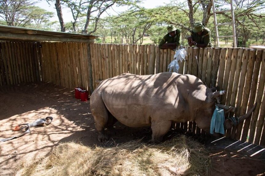 Cassidy Bull rhino sterilization
