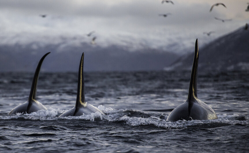 Three Orcas GETTY