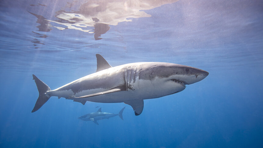 Great white sharks underwater