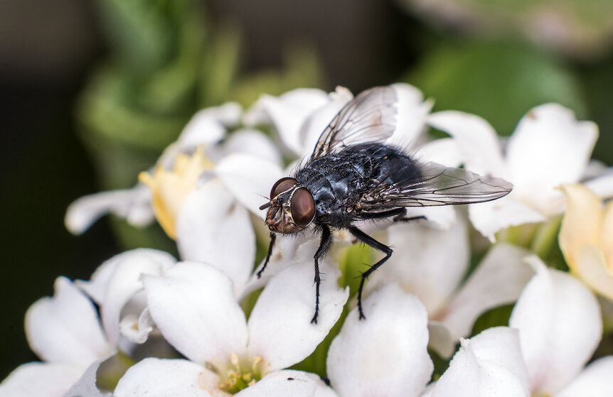 A blow fly on a flower.