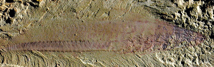 Fish fossil (Myllokunmingia).