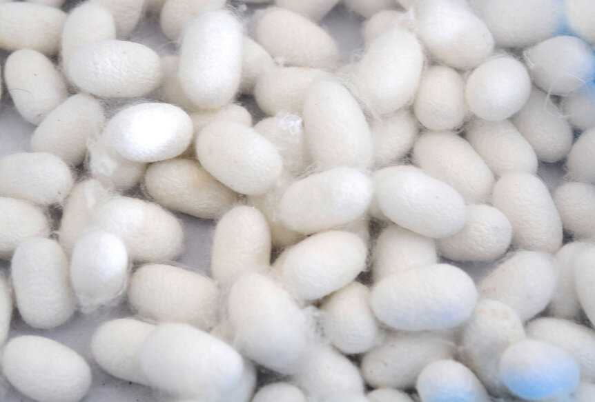 Heap of silk cocoons.