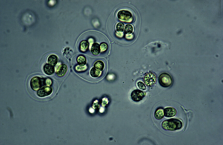 BLUE-GREEN ALGAE