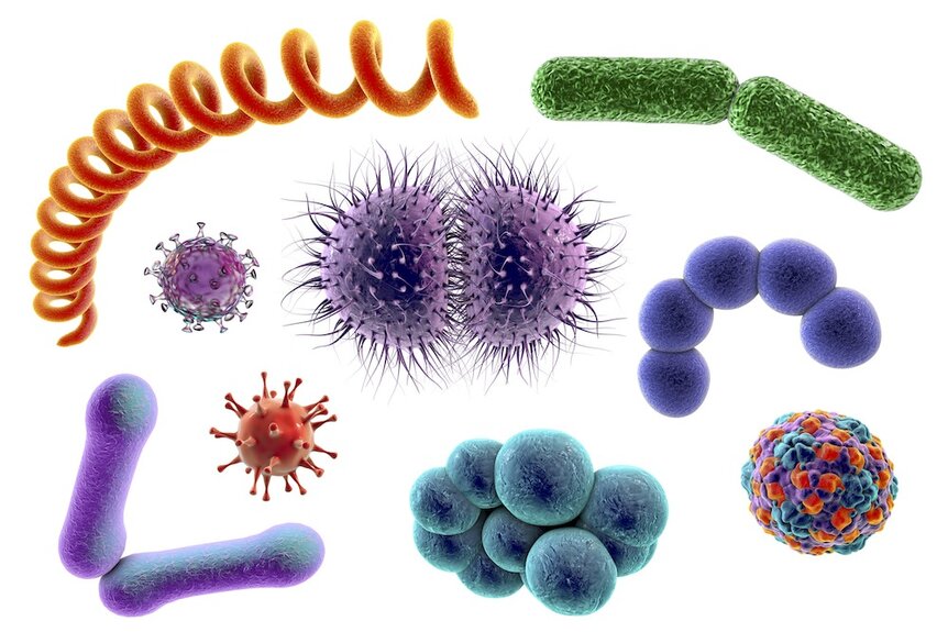 Microbe Illustration