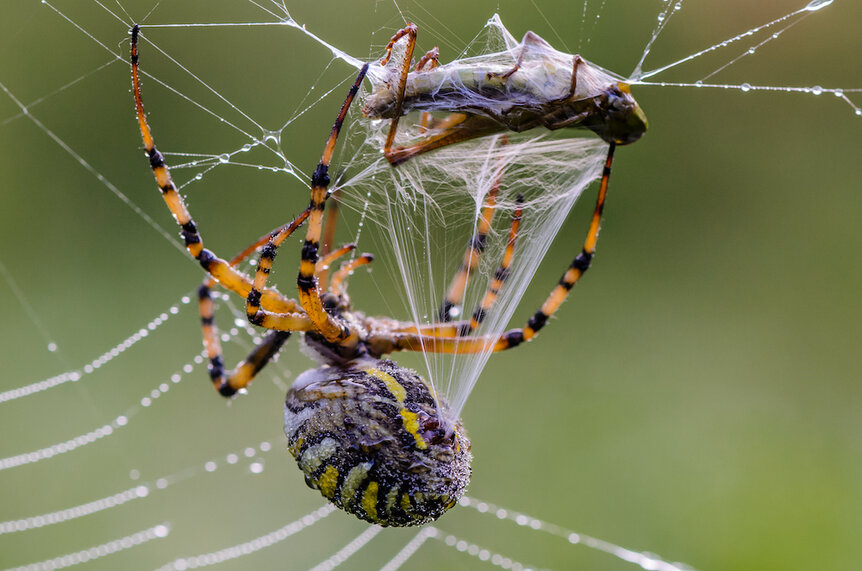 A spider encasing prey in its web.